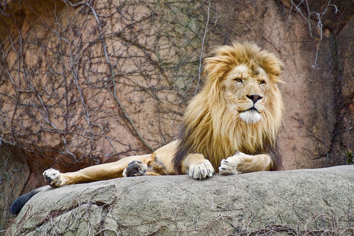 Lincoln Park Zoo