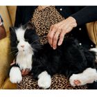 Joy For All Companion Pet Cat