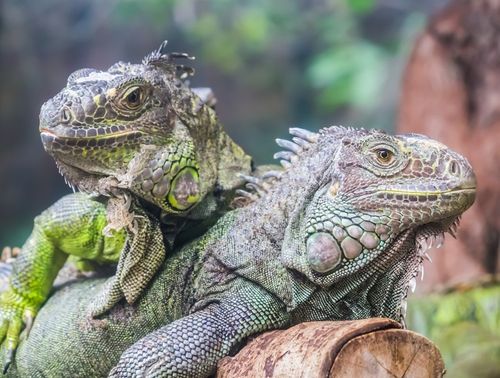 Thema: Notfallmedizin Exoten: Die Sorge um ungelegte Eier – Legenot beim Reptil