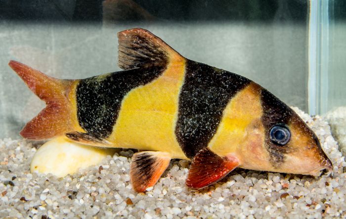 Schwärmer im Aquarium - Die Weißpünktchenkrankheit wird oft zu spät erkannt oder falsch behandelt