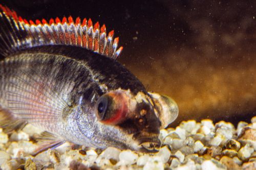 Fischtuberkulose bei Aquarienfischen