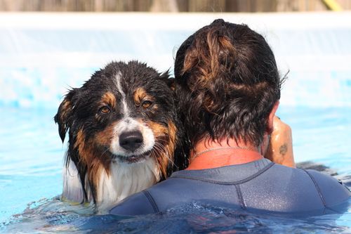 Rehabilitationsmedizin: „Wer ins kalte Wasser springt, taucht in ein Meer voller Möglichkeiten“ – Aquatherapie beim Kleintier und wann ist sie sinnvoll?