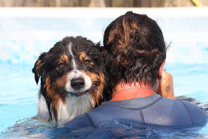 Rehabilitationsmedizin: „Wer ins kalte Wasser springt, taucht in ein Meer voller Möglichkeiten“ – Aquatherapie beim Kleintier und wann ist sie sinnvoll?