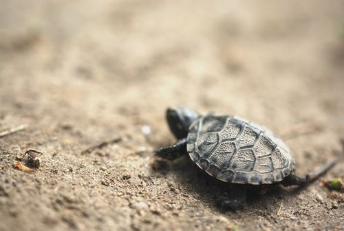 Notfallmedizin Exoten: (ALB)TRAUMA beim Reptil – traumatische Verletzungen beim Reptil und deren Versorgung