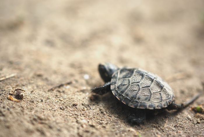 Notfallmedizin Exoten: (ALB)TRAUMA beim Reptil – traumatische Verletzungen beim Reptil und deren Versorgung