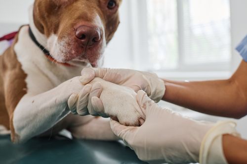 Neurologie: Wenn es nicht mehr richtig läuft - Differentialdiagnosen von Lähmungen der Gliedmaßen bei Hund und Katze - Teil 2