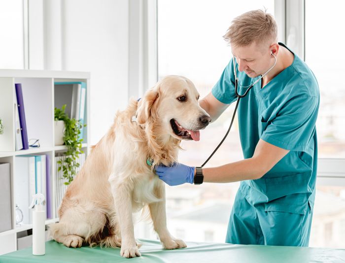 Notfallmedizin: Management von Intoxikationen bei Hund und Katze – Teil 2: Spezielle Intoxikationen mit humanmedizinischen Medikamenten