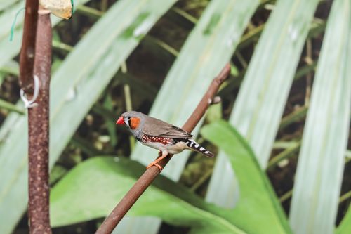 Interview mit Nane Schomburg: Thema Qualzucht – Menschengemachtes Leid im Ziervogelbereich