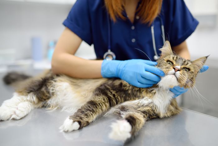 Notfallmedizin: Das Leben auf der Kippe - Kippfenstersyndrom der Katze