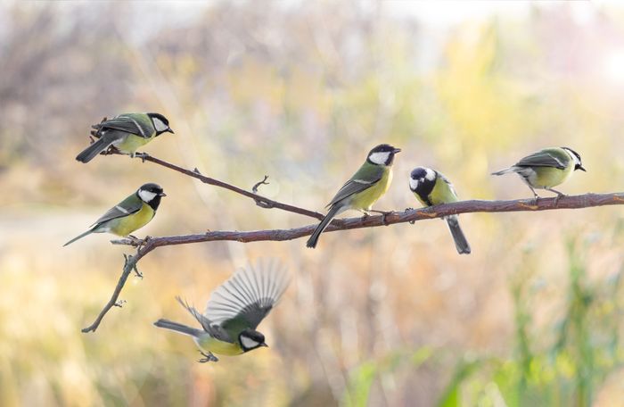 Alle Vöglein sind schon da! – Wildvögel in der Tierarztpraxis