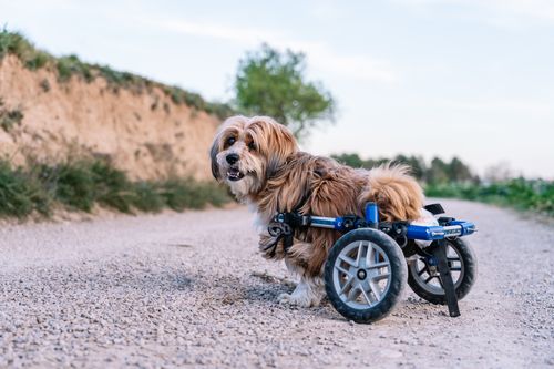 Neurologie: Wenn es nicht mehr richtig läuft - Klassifikation und Differentialdiagnosen von Lähmungen der Gliedmaßen bei Hund und Katze -Teil 1