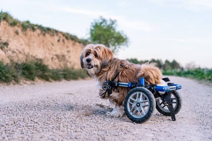Neurologie: Wenn es nicht mehr richtig läuft - Klassifikation und Differentialdiagnosen von Lähmungen der Gliedmaßen bei Hund und Katze -Teil 1