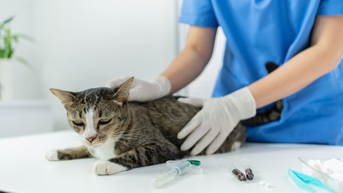 Notfallmedizin: To pee or not to pee – das ist hier die Frage! Prognoseabschätzung und Therapie nach einem „Schwanzabriss“ bei der Katze