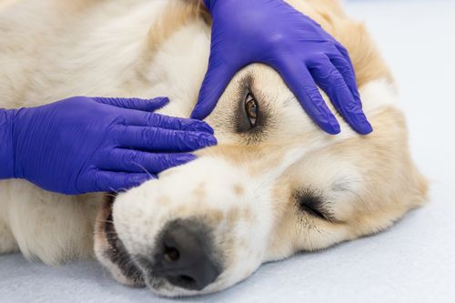 Notfallmedizin Ophthalmologie: Wenn der Druck steigt! – Das akute Glaukom beim Hund erkennen und richtig behandeln