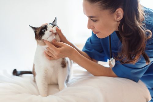 Zahnmedizin: Oft unerkannt, doch relevant - das stumme Leiden der Katzen mit (FO)RL