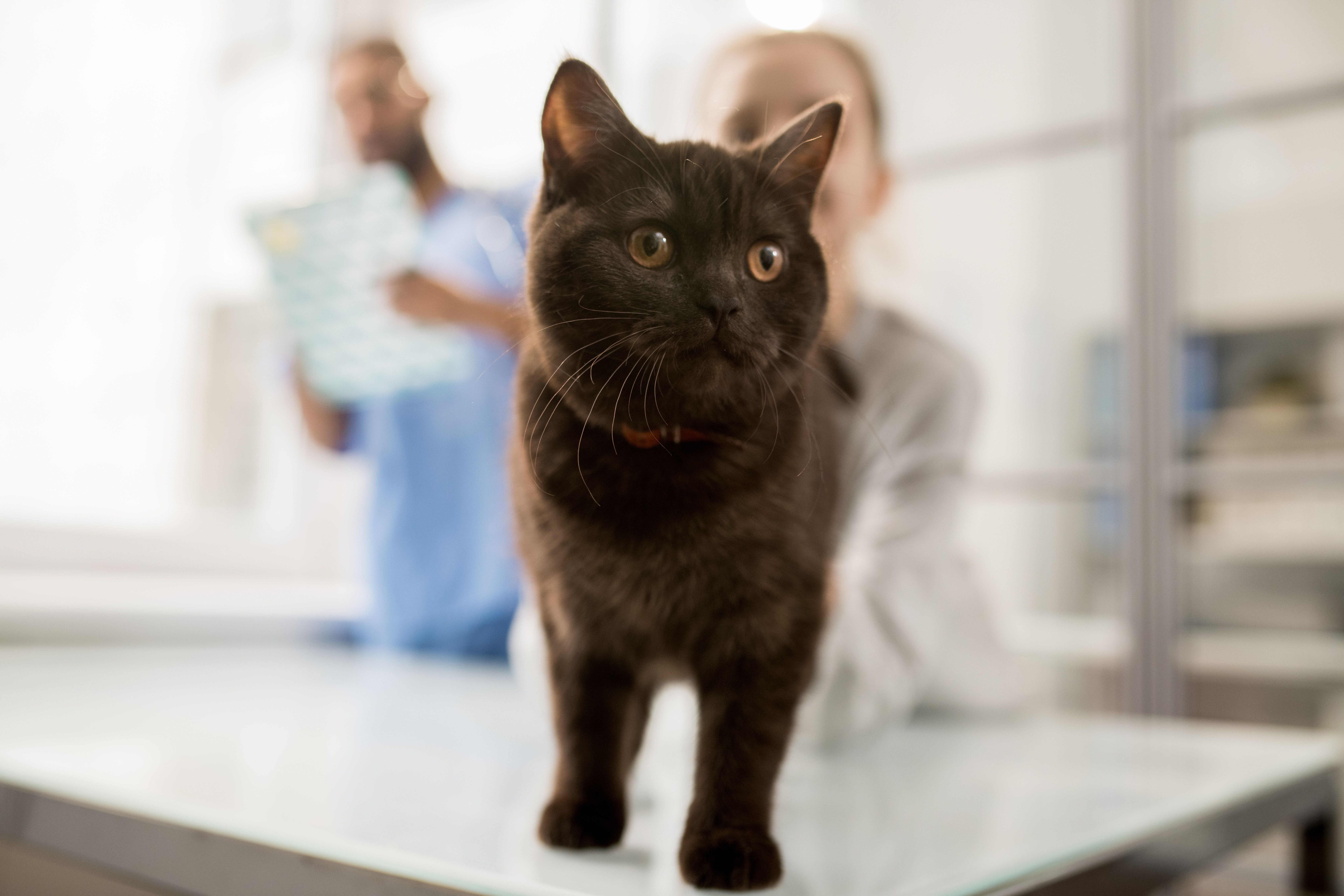 identichip launches microchipping support packs at the London Vet Show