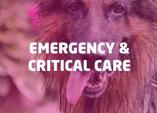 Emergency & Critical Care Sale