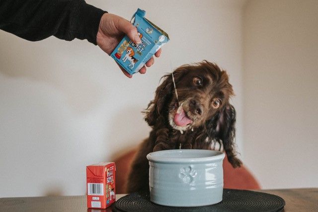 NEW supercharged smoothies to support dogs’ health, hydration, and wellbeing through all walks of life