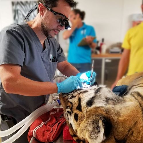 Decades of Veterinary Brilliance: Loupes Redefined for Ultimate Comfort, Vision, and Posture