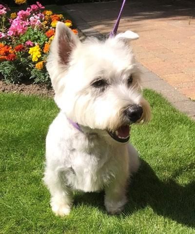 UK falls out of puppy-love with Westies