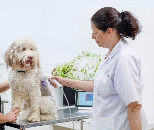 HT Vista make significant strides in skin cancer screening in dogs