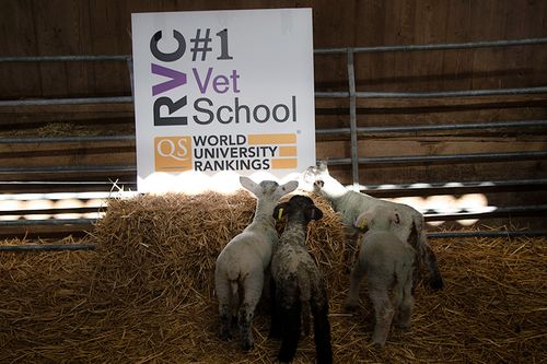 Royal Veterinary College named world’s number one veterinary school