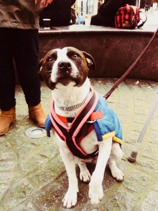Dog