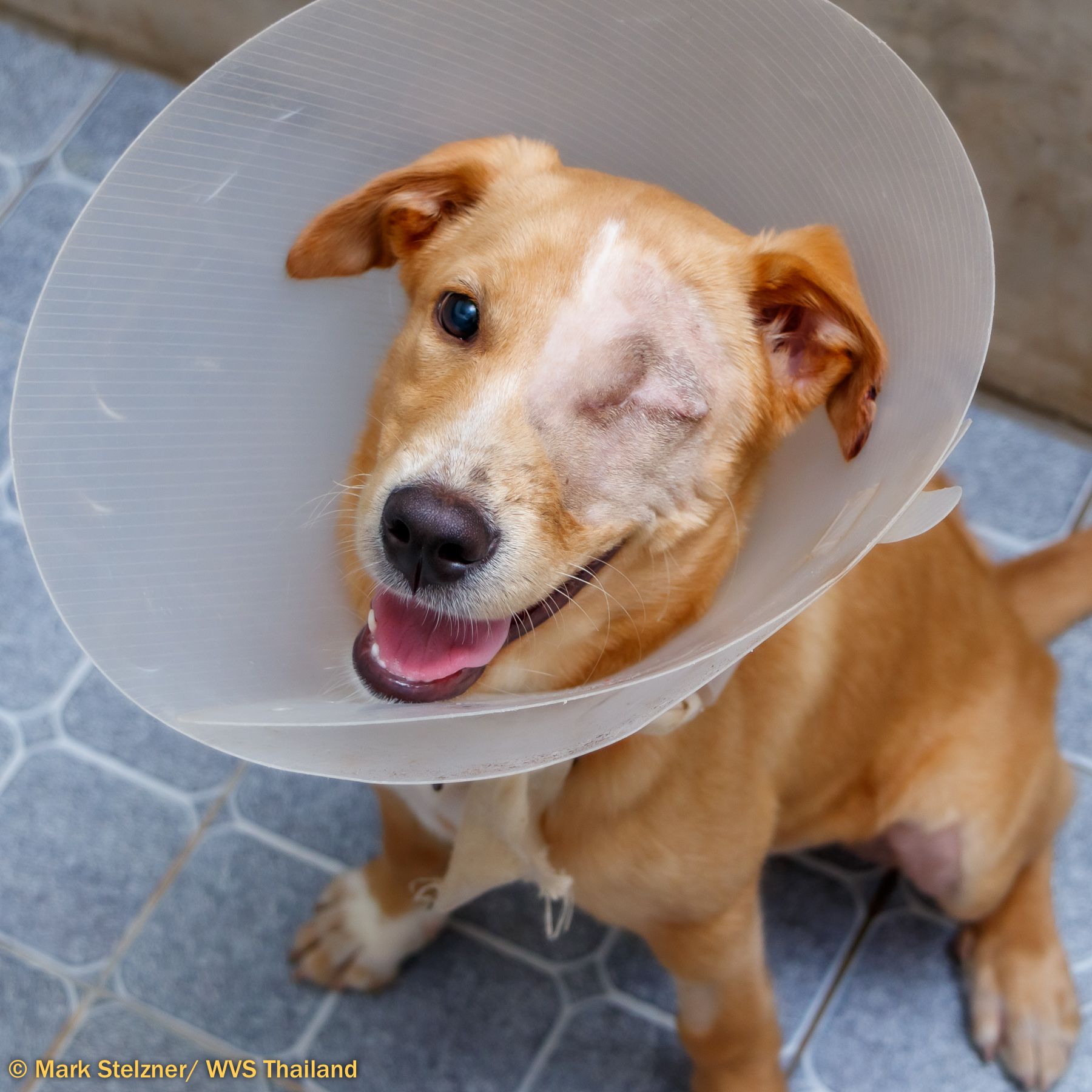 Dog in cone