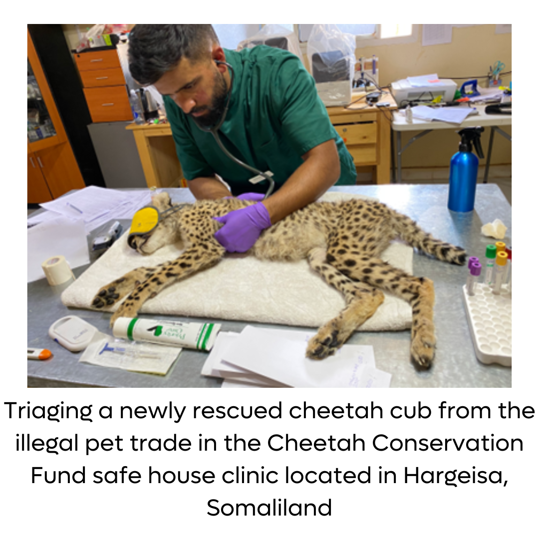 Mahesh treating a newly rescued cheetah cub