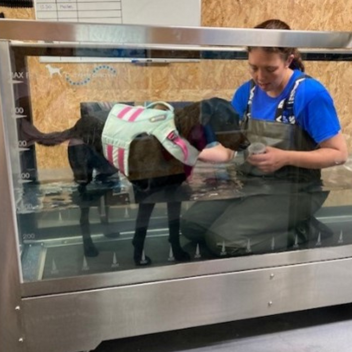 The Veterinary Nurse and the Road to Rehab