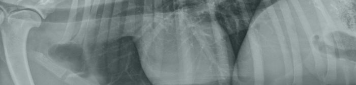What are the main causes of radiological errors ?