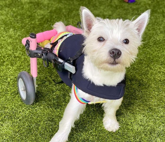 UK Dog Wins Hero Award