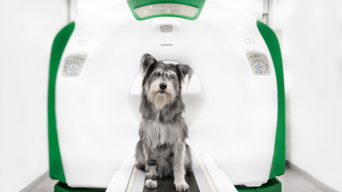 Wimba is innovative system of dogs’ orthoses and prostheses printed in 4D technology