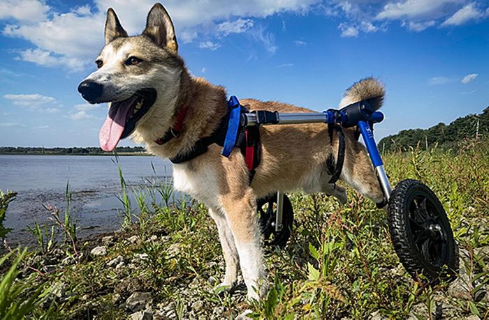 Dogs Survive Shooting & Airstrikes in War Against Ukraine