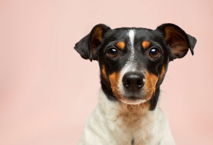 BLOOD DONATION PROGRAM - ANIMAL WELFARE