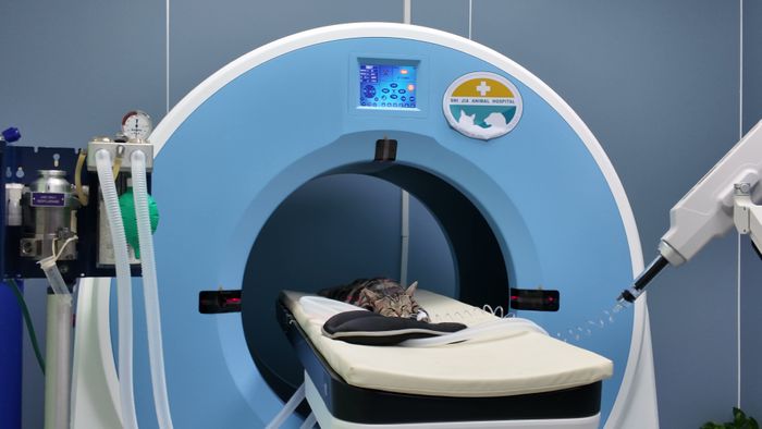 Rayvision Medical Limited Debuts 4-in-1 Veterinary Diagnostic Device at 2025 London Vet Show