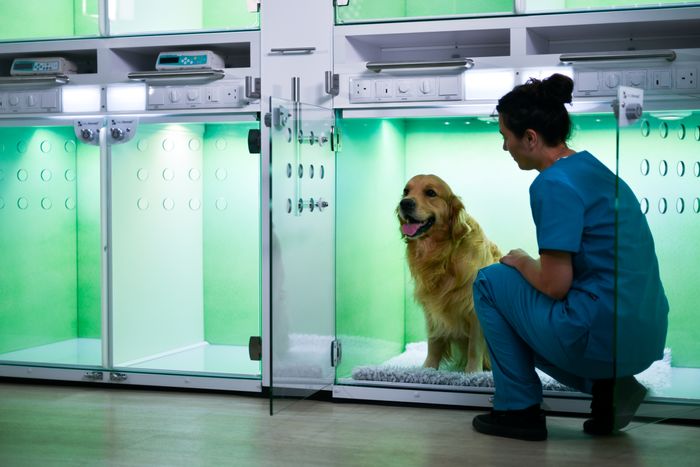 CASCO Pet invites veterinary professionals to experience life inside a kennel at London Vet Show 2025