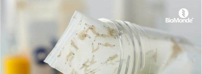 Larval Therapy in practice: Veterinary wound care