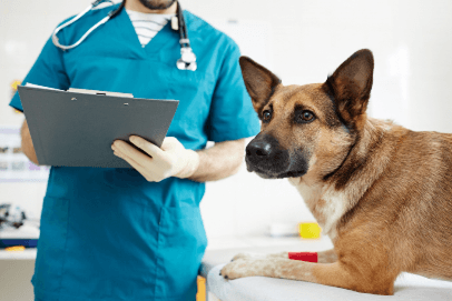 Good Deed Feed: More support for vets during COVID-19 from the leaders in virtual veterinary
