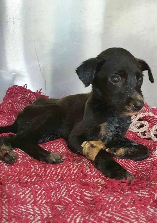Going above and beyond for animals in need.