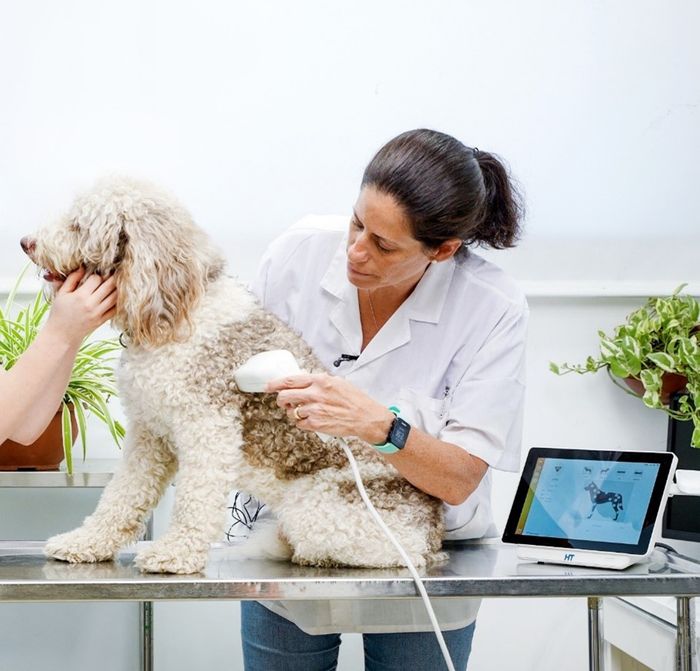 Canine skin cancer screening in minutes