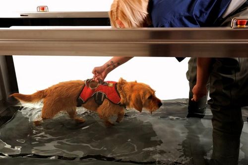 HOW AN AQUATIC TREADMILL CAN ENHANCE YOUR VETERINARY PRACTICE.