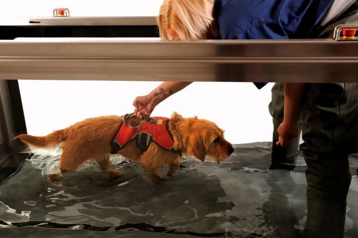 HOW AN AQUATIC TREADMILL CAN ENHANCE YOUR VETERINARY PRACTICE.