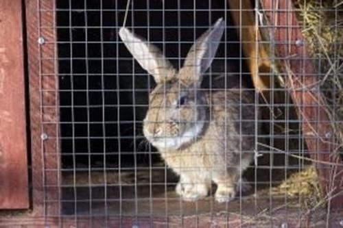 A reminder from Blake Vets on Fly Strike Alert Rabbits