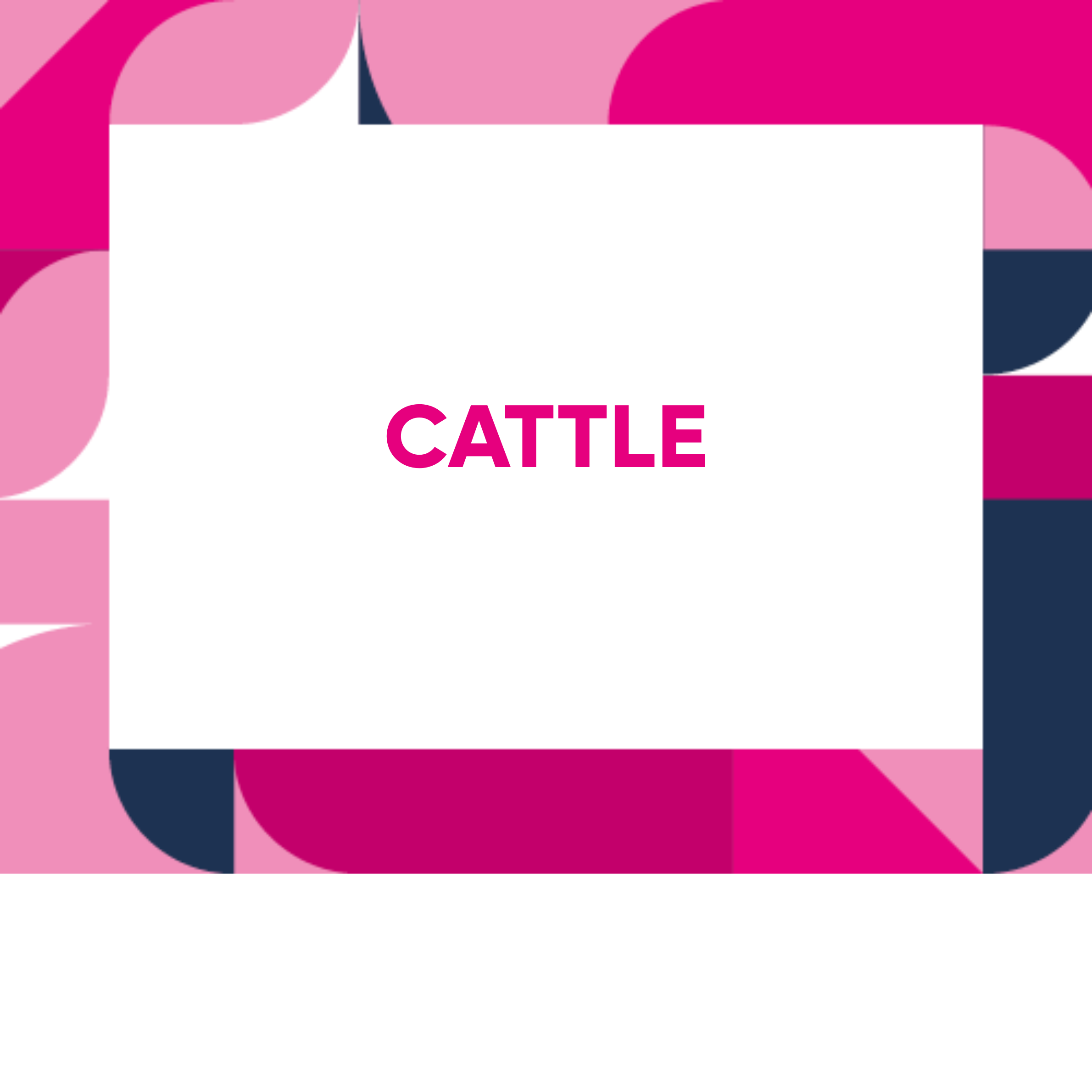 Cattle