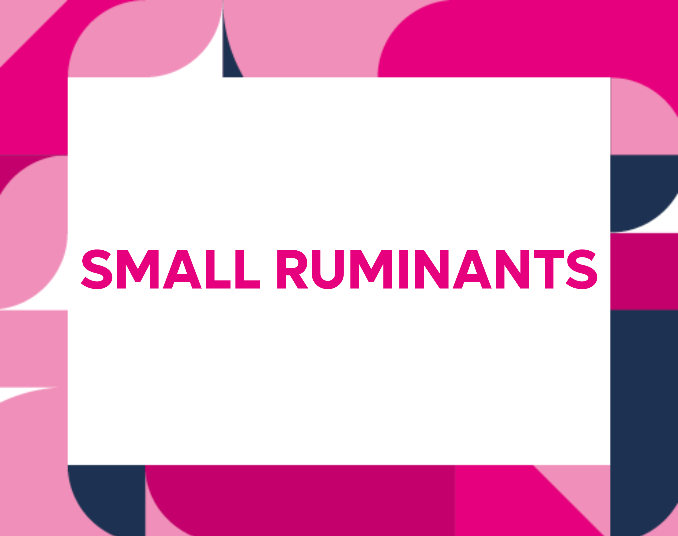 Small Ruminants