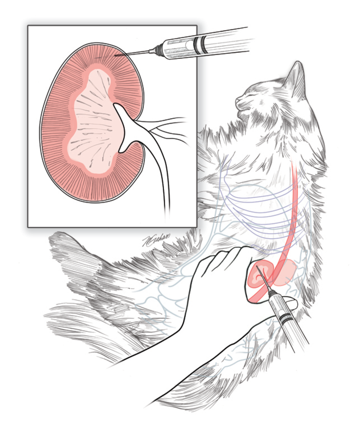 Administering euthanasia to a cat via needle injection