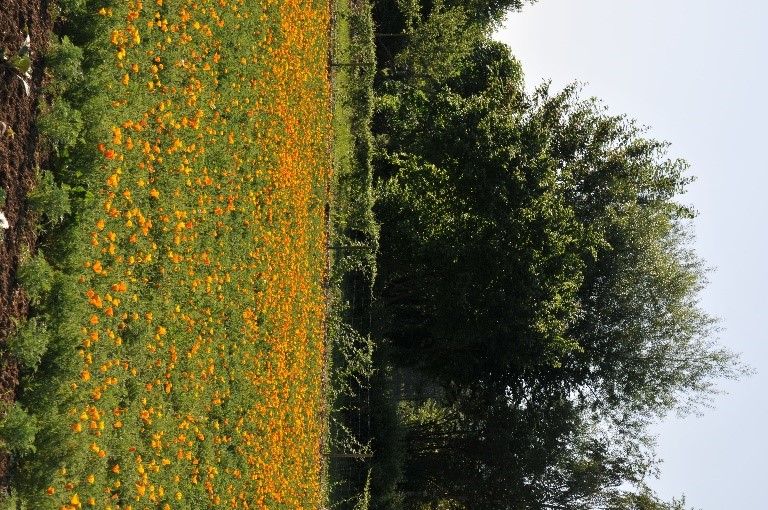 PHARMARADIO EN DIRECT