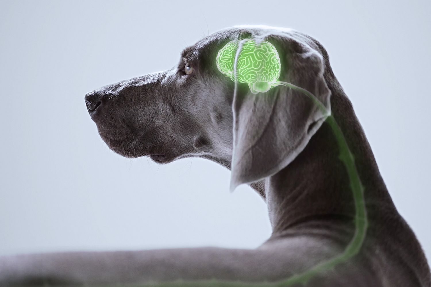 Orthomed | Infiniti Medical