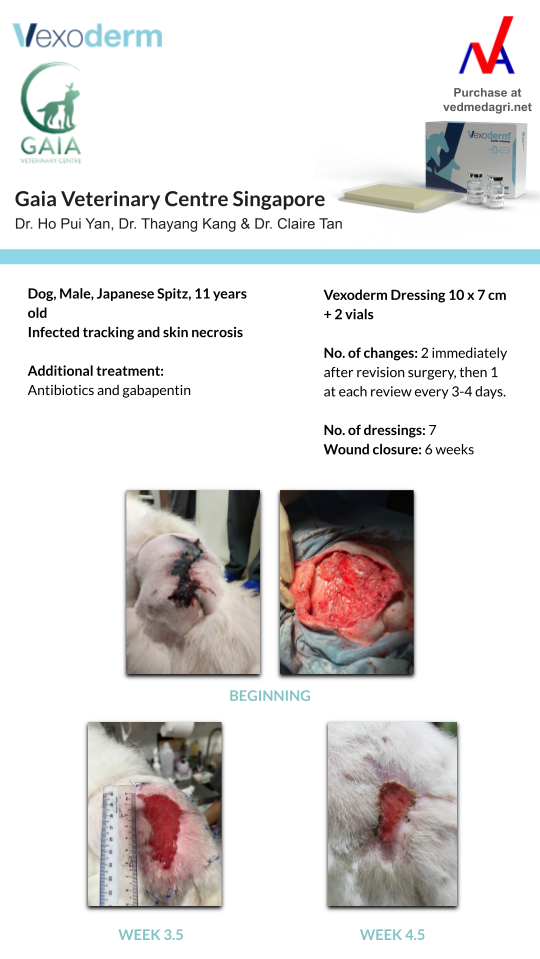 Vexoderm Clinical Case Study at Gaia Vets Singapore (Opal Crescent)